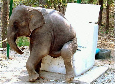 Dumpo, the flying and shitting elephant!